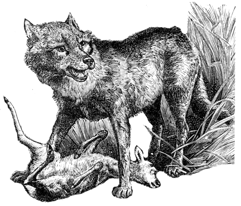 WoLF — Works on Latest Fire