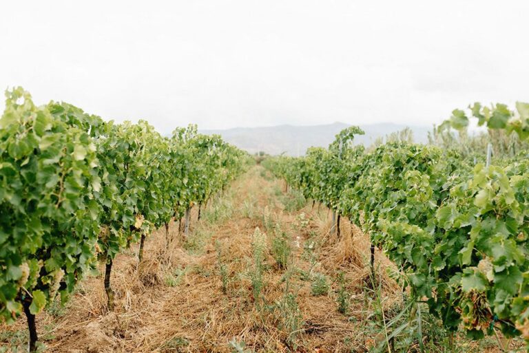 La alemana Klim internacionaliza la agricultura regenerativa