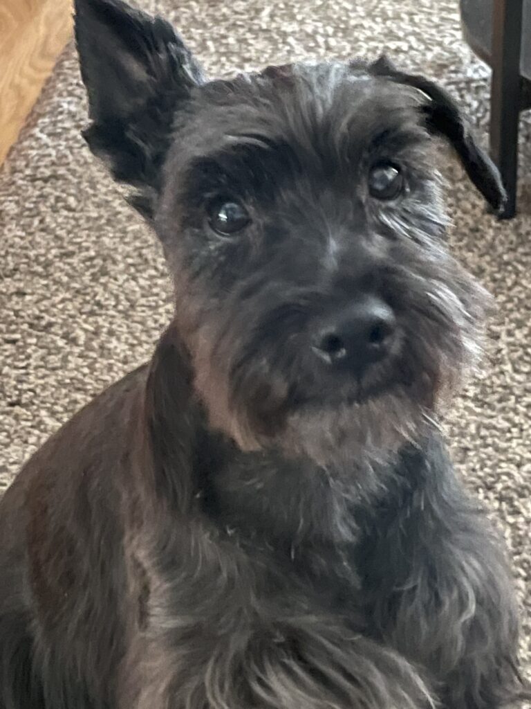 Sólo para amantes de las mascotas…